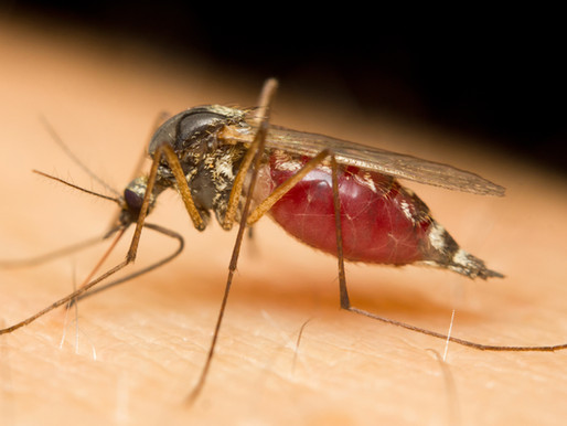 Fight the Bite: Protect Yourself Against Mosquitoes This Summer