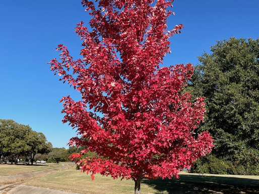 Ceremonial Tree Planting to Celebrate 30 Years of Tree City USA Designation