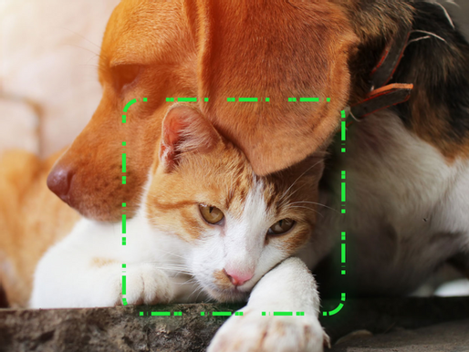 Finding Rover helps you find your pet