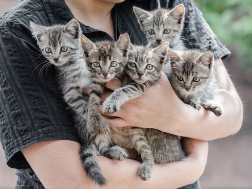It's Kitten Season at the City of Denton Animal Shelter