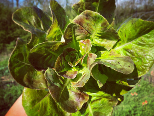 Cooler Temperatures Mean Fall Gardens