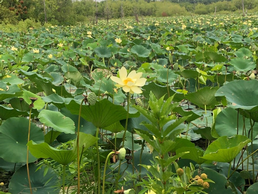 Clear Creek Natural Heritage Center Update