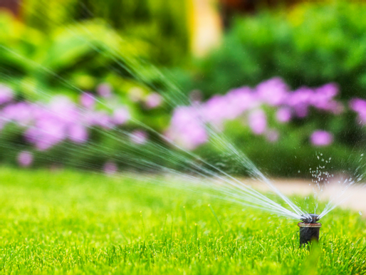 Five Things All Yards Need To Thrive